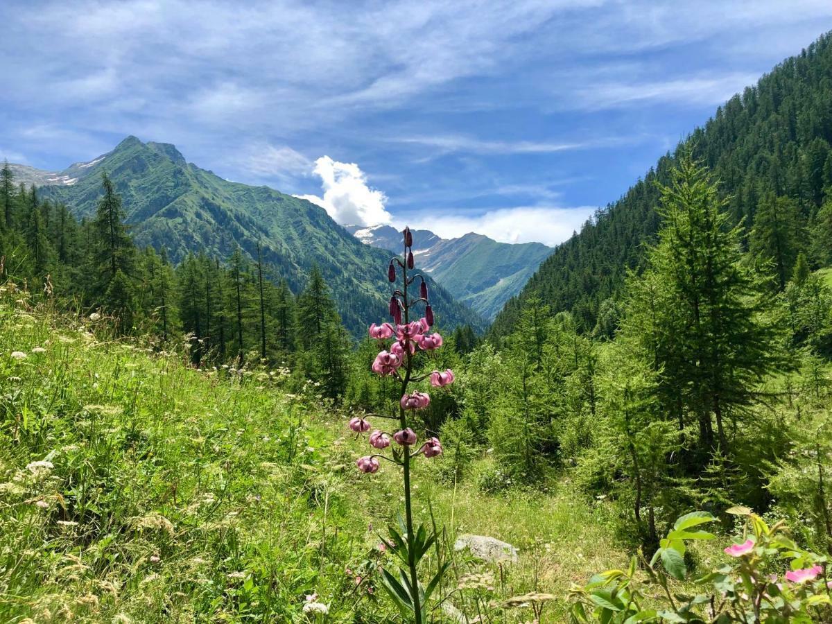 Chalet Rosa Dei Monti Piamprato Εξωτερικό φωτογραφία